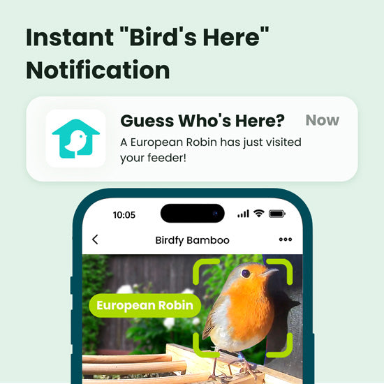 Feeder Bamboo AI Lifetime Free w/ Solar