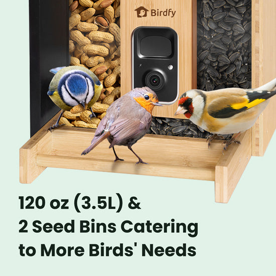 Feeder Bamboo AI Lifetime Free w/ Solar